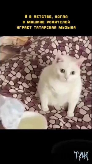 Рыгающий кот
