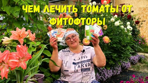 Чем обработать томаты от фитофторы: список препаратов и советы по обработке