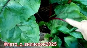 Свекла, которую можно убирать 2 раза за сезон.
