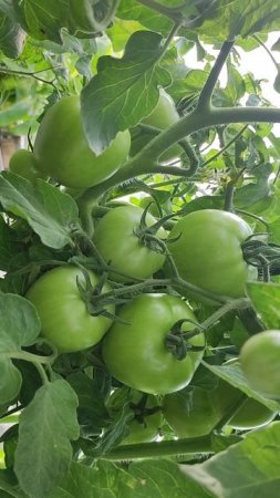 Томаты Загляденье, КРУПНЫЕ и ВКУСНЫЕ, наливаются за пару дней, краснеют дружно на кусту