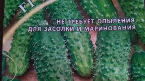 ОГУРЕЦ КАПУЧИНО F 1