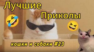 Самые смешные видео с животными №23.😂😂😂 Лучшие приколы коты и собаки. 😆 Смеялся до слез. 🤣🤣🤣