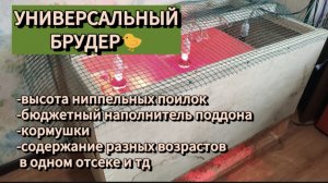 Брудер своими руками для перепелок, цыплят, павлинов. Универсальный.