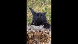 Смешные Коты #27