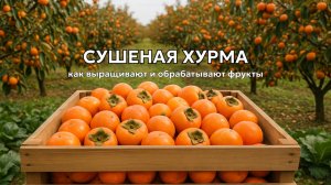 Сбор хурмы и производство сухофруктов 🍑