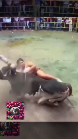 Совсе говядину уматали