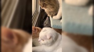 Кошачий кинотеатр.