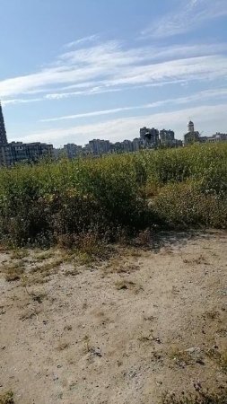 Через поле цветов