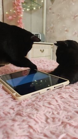 Игры двух братьев