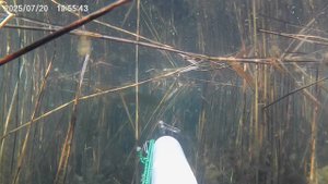 камыш кишит рыбой