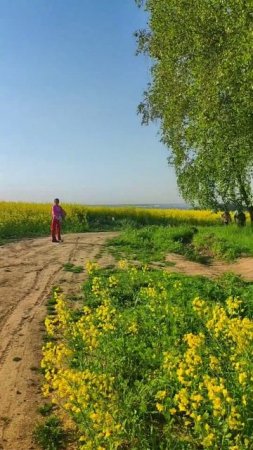 Mustard field in Russia #russia #mustard #beautiful #nature #shorts