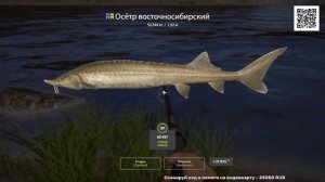 ОСЕТР ВОСТОЧНОСИБИРСКИЙ НИЖНЯЯ ТУНГУСКА РУССКАЯ РЫБАЛКА4 РР4