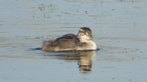 Птицы России. Красная Книга. Красношейная Поганка, наблюдение в Новгородской области 20.07.2025