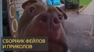 СБОРНИК ФЕЙЛОВ И ПРИКОЛОВ