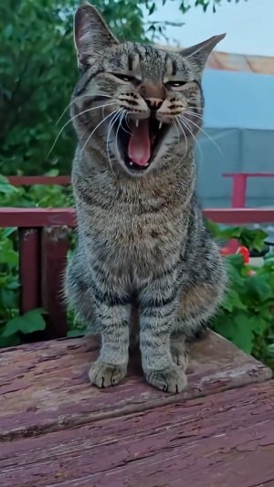 Не правильная пенсия ☝️🙀😉🤣👍🚀