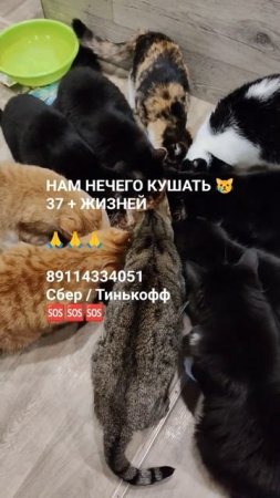 ЛЮДИ ПОМОГИТЕ 🙏🆘😿