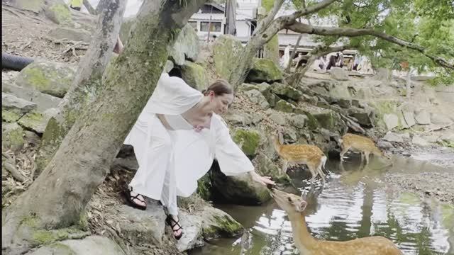 Мы в Японии. г.Нара. храм Тодай-Дзи. Тысячи оленей прячутся от жары в парке г. Нара. Нафанаил