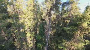 Папоротниковый лес