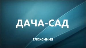 ГЛОКСИНИЯ - КОМНАТНЫЙ ЦВЕТОК