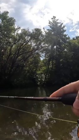 ГОЛАВЛЬ НА МАЛОЙ РЕКЕ #fishing #norstream #jackall #спиннинг #голавль #рыбалка