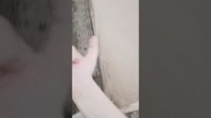 обзор на новых утят, проверяем что случилось со другими утятами и цыплятами, был дождь