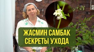 Жасмин Самбак – секреты ухода в домашних условиях