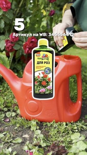 Как и чем подкормить розы в июле-августе для пышного цветения? #garden #сад #дача #огород #урожай