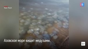 Азовское море кишит медузами