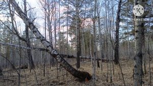 Весна2025 Дача.mp4