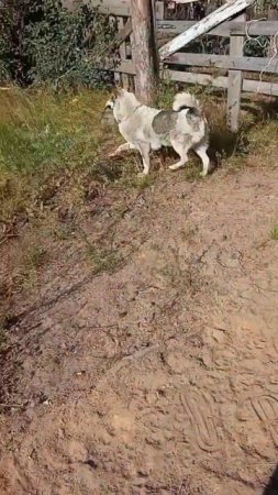 Лето гладит по макушке, лето хочет чтоб вам стало хорошо