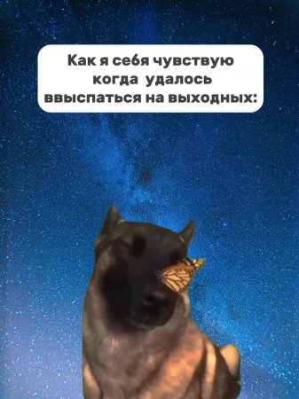 Идея с немецкой овчаркой и бабочкой🐕