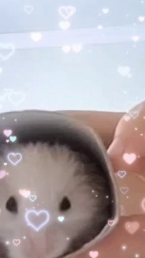 1000022137.mp4