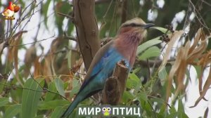 Мир птиц – красота и грация пернатых созданий Природы 🦩🦚🦜 Выпуск (318) 🦉🐦🐤