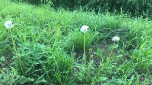 Одуванчики в июле