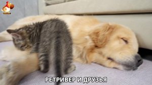 Золотистый ретривер и его друзья милые питомцы 🐕 выпуск (201)