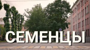 Петербургский текст. Семенцы