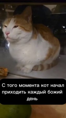 Этот котяра приходит к кожаному каждый день с одной целью — ударить его.

Когда переродился в кота