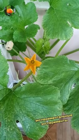 Опыление кабачка 🌼 Сад Огород На Балконе