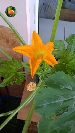 Тыква яростно зацвела 🌼🎃  Сад Огород На Балконе