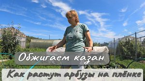 ОБЖИГАЕМ КАЗАН КАК РАСТУТ АРБУЗЫ НА ПЛЁНКЕ