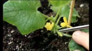 Стоит ли обрывать усы у огурцов