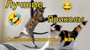 Самые смешные видео с животными №24.😂😂😂 Лучшие приколы коты и собаки. 😆 Смеялся до слез. 🤣🤣🤣