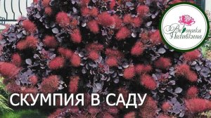 Скумпия в саду