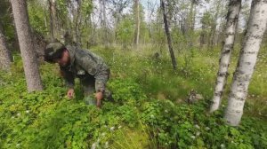 СБОР ДИКОРОСОВ НА СЕВЕРЕ. НАЧАЛО ЯГОДНОГО СЕЗОНА. НА ДИКОЕ БОЛОТО ЗА ЯГОДОЙ МОРОШКОЙ. ЯГОДЫ КАРЕЛИИ