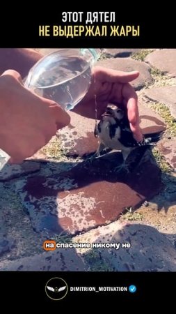 Дятел не выдержал жары, но люди не прошли мимо #добро