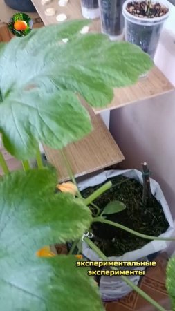 Цветёт 🌼 Сад Огород на балконе