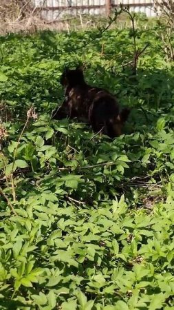 Our kitty Shyamka  #russia #cute #nature #cat #beautiful #recommended #kitty #shorts