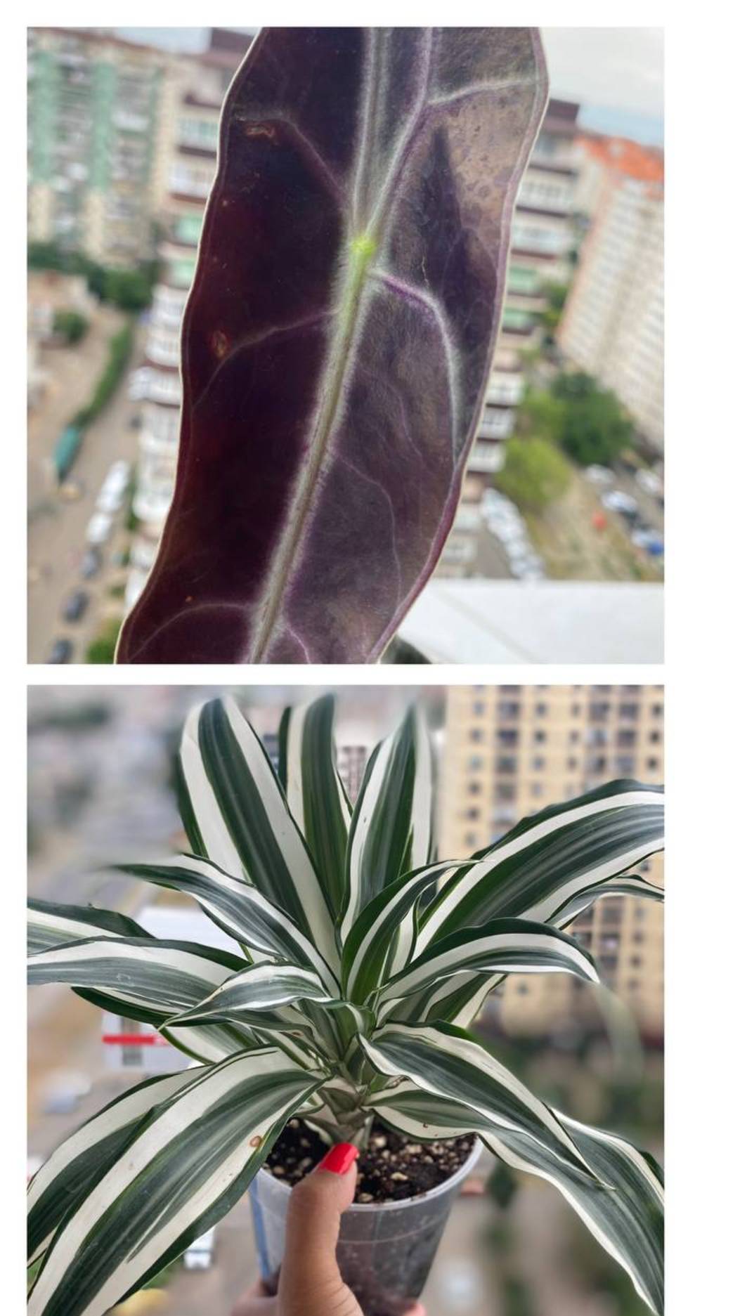 Alocasia Longiloba Purple и Драцена душистая 'White Jewel' смотреть онлайн