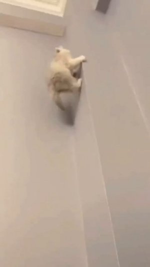 кот Круз