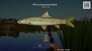 УСАЧ НА АХТУБЕ РУССКАЯ РЫБАЛКА4 РР4